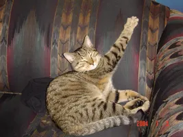 could you survive being a warrior cat? could you survive being a warrior cat?