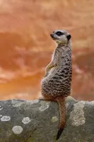 What t.v. show are you? What t.v. show are you?