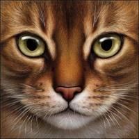 What is you're Warrior name, mate kits and pelt color. What is you're Warrior name, mate kits and pelt color.