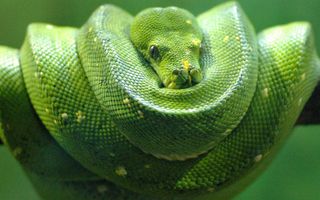 What animal were you in your past life? What animal were you in your past life?