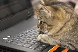 cat cat
