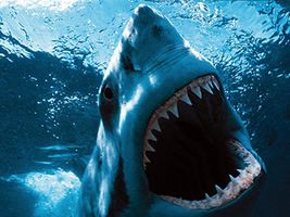 Sharks - The Ultimate Predator Sharks - The Ultimate Predator