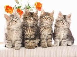 cat-itude cat-itude