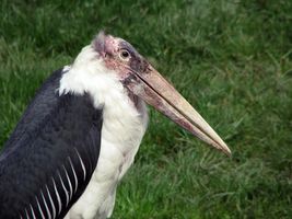 Which Bird Are You? Which Bird Are You?