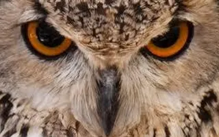 which hogwarts pet are you? which hogwarts pet are you?