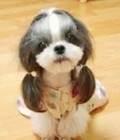 what Dog Breed Are U? what Dog Breed Are U?