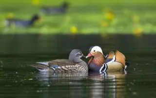 mandarin ducks