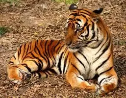 How Well Do YOU Know the Amur Tiger? How Well Do YOU Know the Amur Tiger?