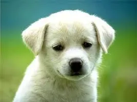 cute dogs cute dogs