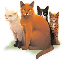 What Warrior Cat are you? (2nd Series cats) What Warrior Cat are you? (2nd Series cats)