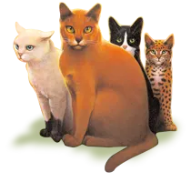 What Warrior Cat are you? (2nd Series cats) What Warrior Cat are you? (2nd Series cats)
