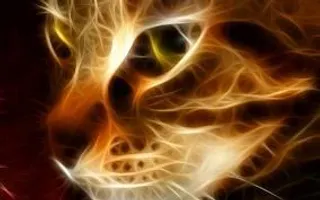 what kind of cat are you? what kind of cat are you?