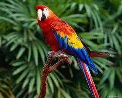 How much do you know about animals? How much do you know about animals?