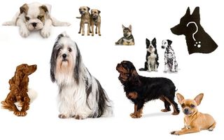 what breed of dog are you what breed of dog are you