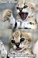 Can you relate to the animals? Can you relate to the animals?