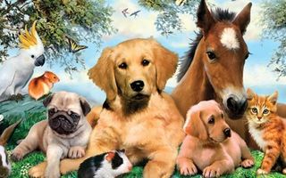 What pet belongs to you? What pet belongs to you?