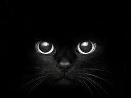 Warriors cat names part 1 Warriors cat names part 1