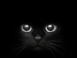Warriors cat names part 1 Warriors cat names part 1