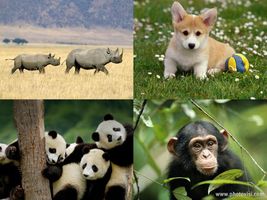 What animal am I? (1) What animal am I? (1)