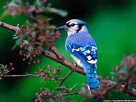 Animal Pictures! Animal Pictures!