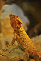 Reptile's Personality Quiz Reptile's Personality Quiz