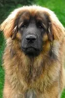 how much do you know about leonbergers? how much do you know about leonbergers?