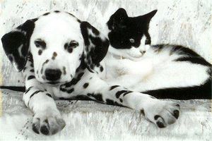 how well do you know the breed? - Dalmatian how well do you know the breed? - Dalmatian