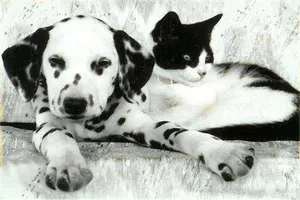 how well do you know the breed? - Dalmatian how well do you know the breed? - Dalmatian