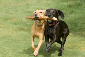 What Type of Dog Are You? (5) What Type of Dog Are You? (5)