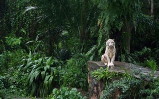 What jungle animal are you? What jungle animal are you?