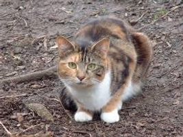 Are you fit to be a medicine cat? Are you fit to be a medicine cat?