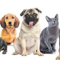 How can you stop animal abuse? How can you stop animal abuse?