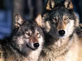 Do you have animal instincts? Do you have animal instincts?
