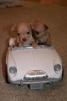 What type of dog are you? (3) What type of dog are you? (3)