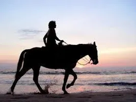What Type of Horse rider are you?