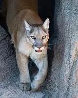 How much do you know about Puma's? How much do you know about Puma's?
