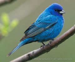 What kind of bird are you? What kind of bird are you?