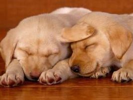 Do you know the dog breeds? Do you know the dog breeds?