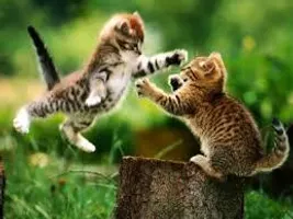 what type of cat are you ? what type of cat are you ?