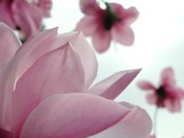 What type of flower are you? What type of flower are you?