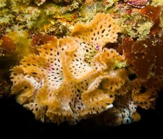 Marine Life Quiz Marine Life Quiz
