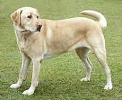 What Dog breed are you? (1) What Dog breed are you? (1)