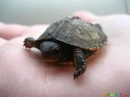 Do you know turtles? Do you know turtles?