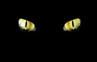Warriors: Cat Job (Read Disc.) Warriors: Cat Job (Read Disc.)