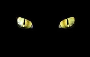 Warriors: Cat Job (Read Disc.) Warriors: Cat Job (Read Disc.)