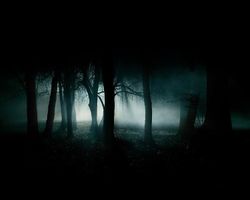 Midnight Forest Personality Quiz