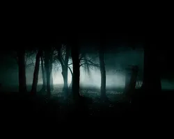 Midnight Forest Personality Quiz Midnight Forest Personality Quiz