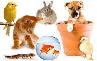 Are you hampster, a dog, or a cat? Are you hampster, a dog, or a cat?