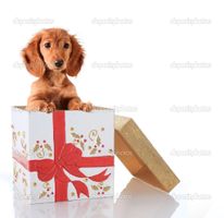 Which wild animal will you find wrapped under the xmas tree? Which wild animal will you find wrapped under the xmas tree?