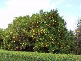 Pewdiepie knowledge of his amnesia Pewdiepie knowledge of his amnesia